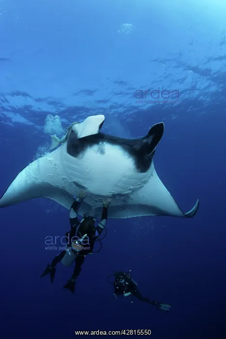 : Scuba Diver and Manta Ray - San Benedicto, Revillagigedo, So : Scuba Diver and Manta Ray - San Benedicto, Revillagigedo, So