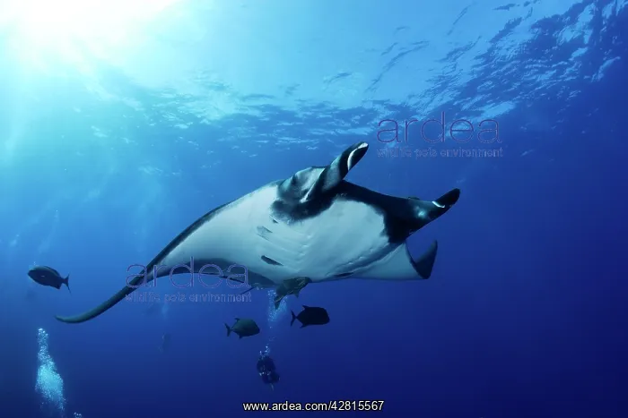 : Scuba Diver and Manta Ray - San Benedicto, Revillagigedo, So : Scuba Diver and Manta Ray - San Benedicto, Revillagigedo, So