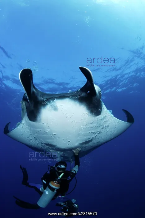 : Scuba Diver and Manta Ray - San Benedicto, Revillagigedo, So : Scuba Diver and Manta Ray - San Benedicto, Revillagigedo, So