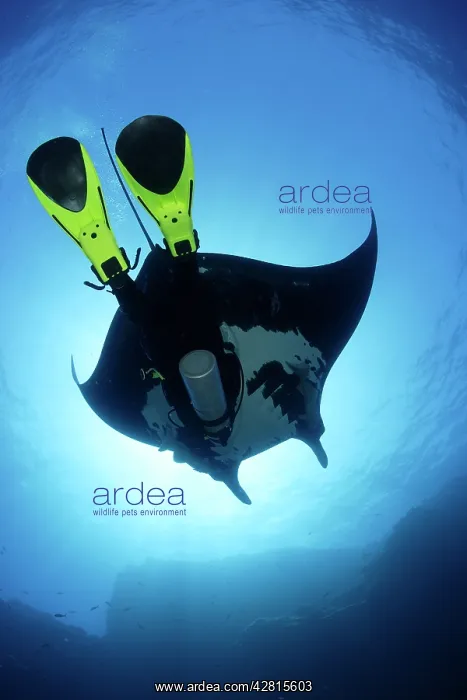 : Scuba Diver and Manta Ray - San Benedicto, Revillagigedo, So : Scuba Diver and Manta Ray - San Benedicto, Revillagigedo, So