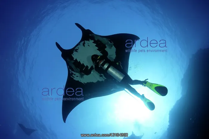 : Scuba Diver and Manta Ray - San Benedicto, Revillagigedo, So : Scuba Diver and Manta Ray - San Benedicto, Revillagigedo, So