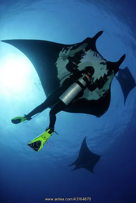 : Scuba Diver and Manta Ray - San Benedicto, Revillagigedo, So : Scuba Diver and Manta Ray - San Benedicto, Revillagigedo, So