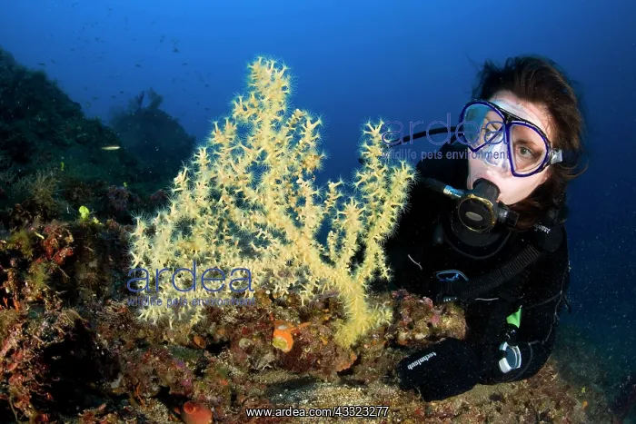 : Scuba Diver with Mediterranean Black coral, Gerardia Savagli : Scuba Diver with Mediterranean Black coral, Gerardia Savagli