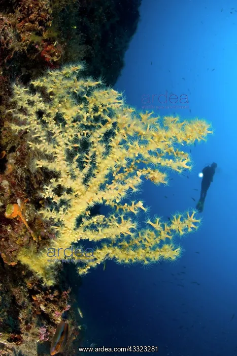  : Scuba Diver with Mediterranean Black coral, Gerardia Savagli