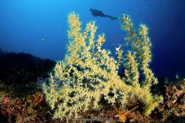 : Scuba Diver with Mediterranean Black coral, Gerardia Savagli : Scuba Diver with Mediterranean Black coral, Gerardia Savagli