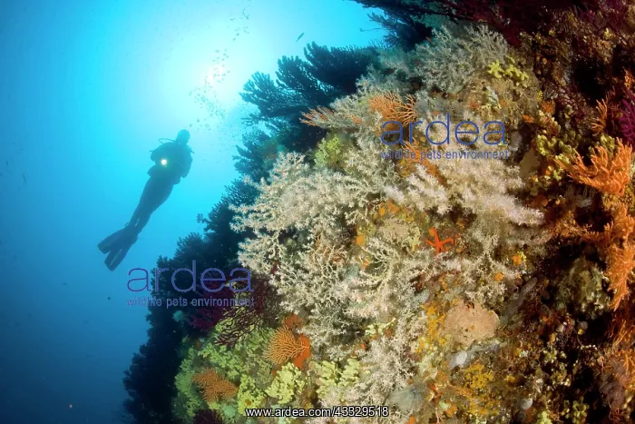 : Scuba diver and Mediterranean Black coral, Gerardia Savaglia : Scuba diver and Mediterranean Black coral, Gerardia Savaglia