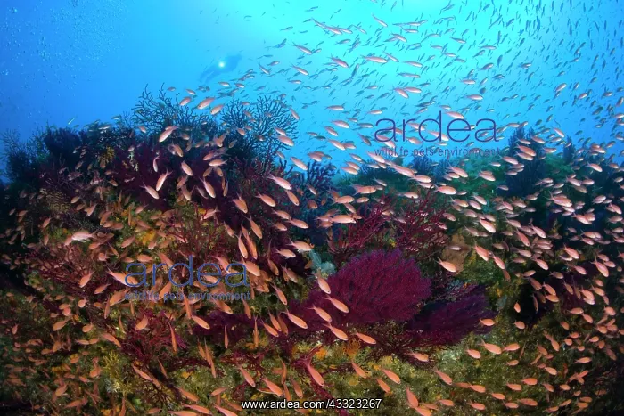 : scuba diver with Mediterranean fairy basslet, Anthias anthia : scuba diver with Mediterranean fairy basslet, Anthias anthia