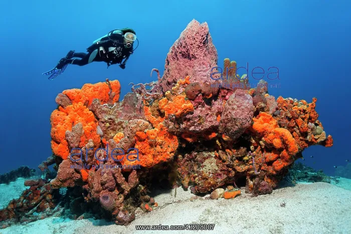 : Scuba diver observing a large reef formation, various : Scuba diver observing a large reef formation, various