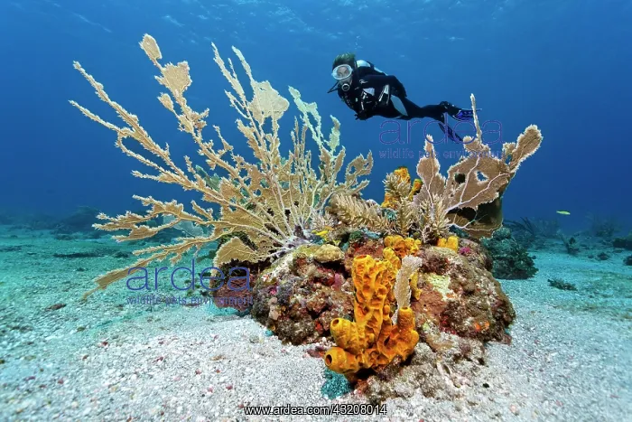: Scuba diver observing a reef formation, various : Scuba diver observing a reef formation, various