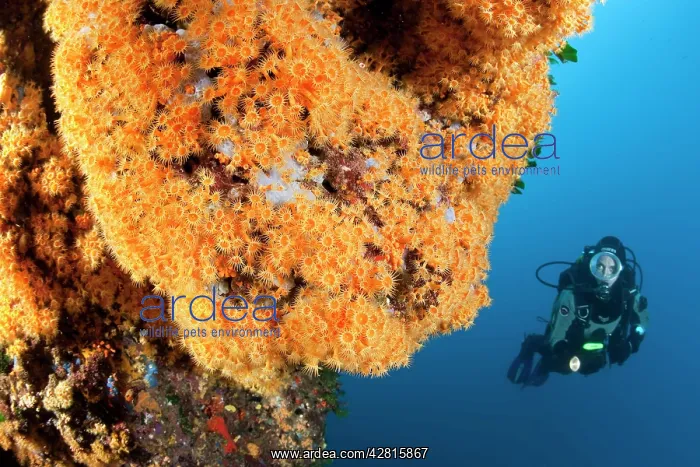 : Scuba diver and Parazoanthus axinellae, Ischia Island, Ital : Scuba diver and Parazoanthus axinellae, Ischia Island, Ital