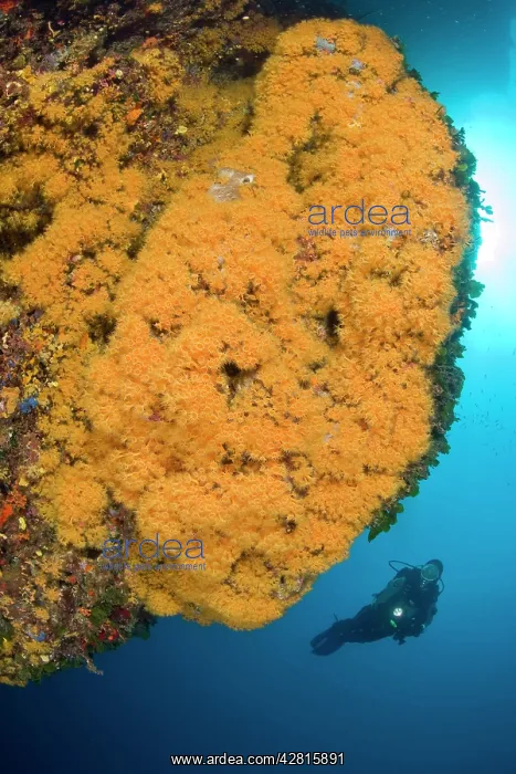 : Scuba diver and Parazoanthus axinellae, Ischia Island, Ital : Scuba diver and Parazoanthus axinellae, Ischia Island, Ital