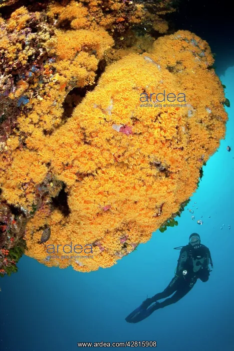  : Scuba diver and Parazoanthus axinellae, Ischia Island, Ital