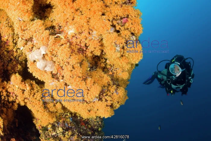  : Scuba diver and Parazoanthus axinellae, Ischia Island, Ital