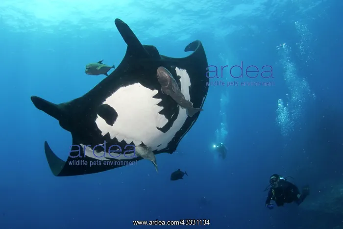 : Scuba diver and Pelagic manta ray (Mobula birostris) : Scuba diver and Pelagic manta ray (Mobula birostris)