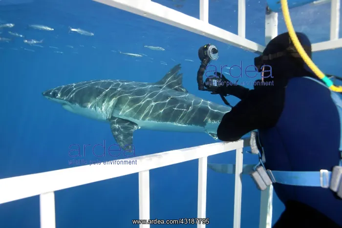 : Scuba diver photographing from a cage Great white shark, Car : Scuba diver photographing from a cage Great white shark, Car