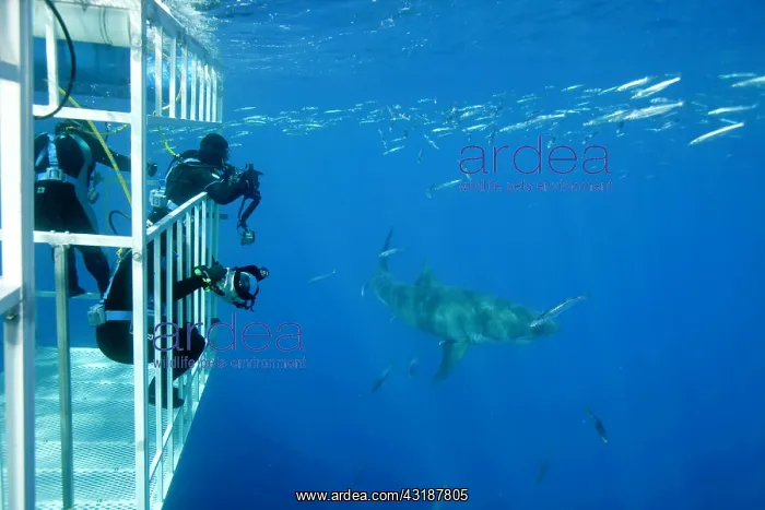: Scuba diver photographing from a cage Great white shark, Car : Scuba diver photographing from a cage Great white shark, Car