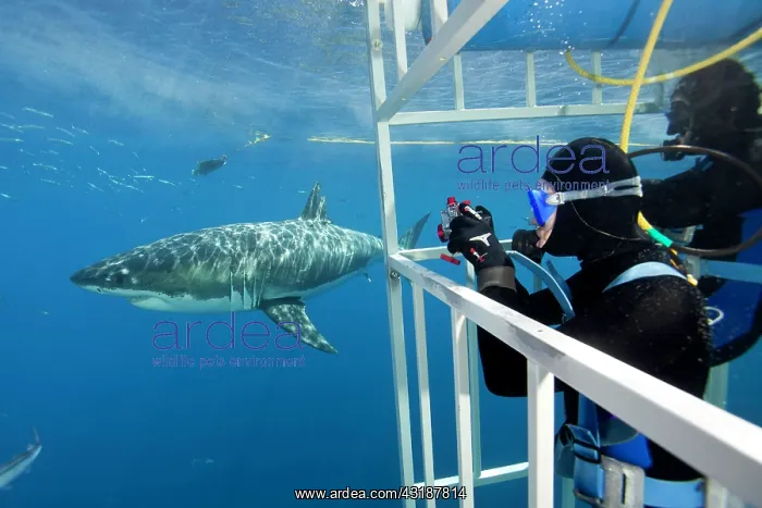 : Scuba diver photographing from a cage Great white shark, Car : Scuba diver photographing from a cage Great white shark, Car