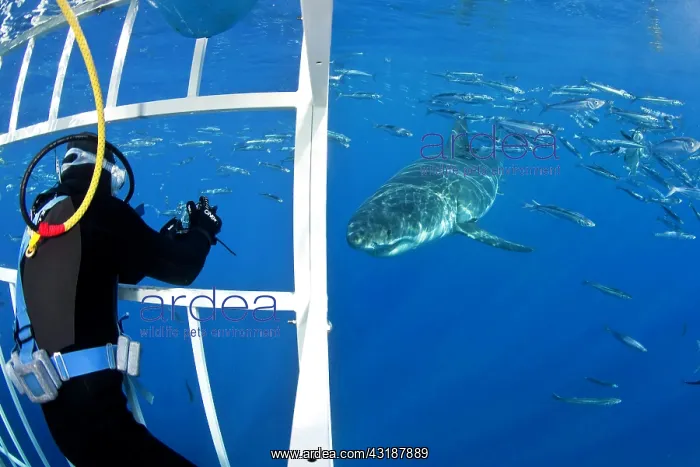 : Scuba diver photographing from a cage Great white shark, Car : Scuba diver photographing from a cage Great white shark, Car