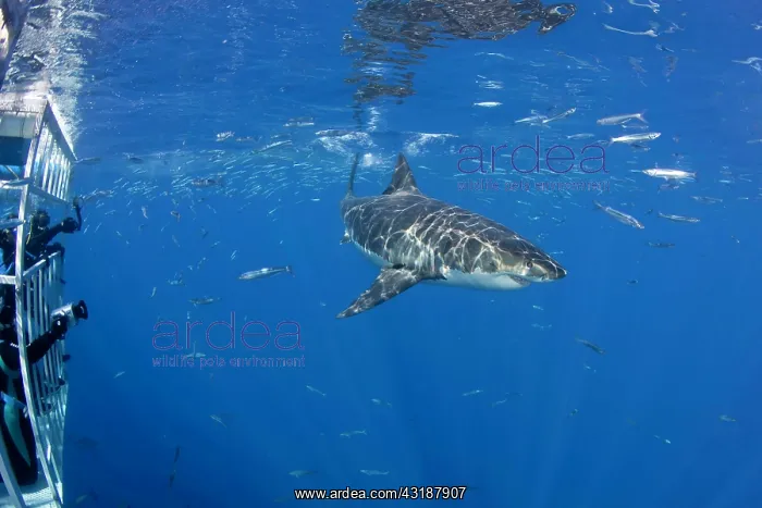 : Scuba diver photographing from a cage Great white shark, Car : Scuba diver photographing from a cage Great white shark, Car