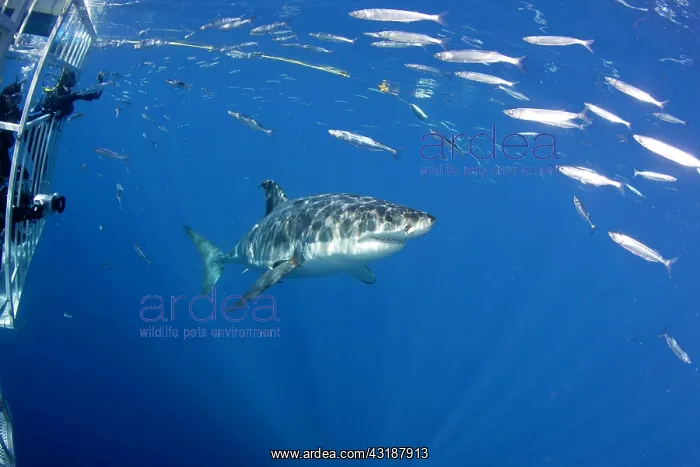 : Scuba diver photographing from a cage Great white shark, Car : Scuba diver photographing from a cage Great white shark, Car