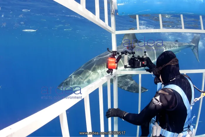 : Scuba diver photographing from a cage Great white shark, Car : Scuba diver photographing from a cage Great white shark, Car