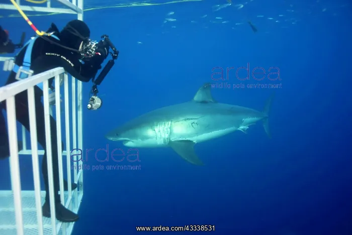 : Scuba diver photographing from a cage Great white shark, Car : Scuba diver photographing from a cage Great white shark, Car