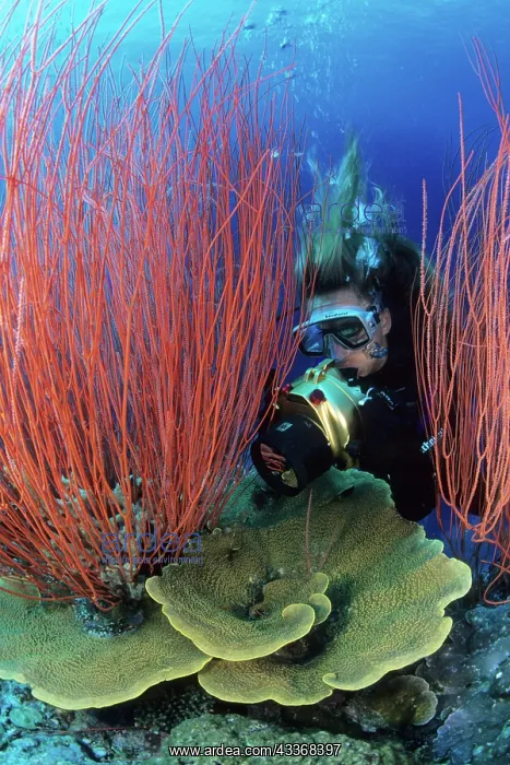 : Scuba diver photographing hard corals and red sea whips, Ell : Scuba diver photographing hard corals and red sea whips, Ell
