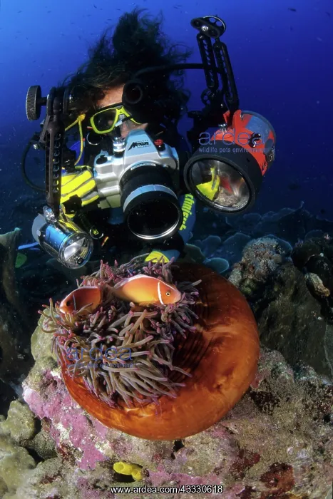 : Scuba diver photographs couple of pink anemonefish in a clos : Scuba diver photographs couple of pink anemonefish in a clos