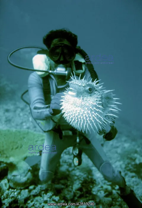 : Scuba diver - Puffer fish : Scuba diver - Puffer fish