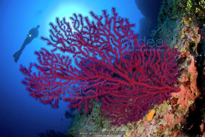  : Scuba diver with red gorgonia, Paramuricea clavata, Le Formi