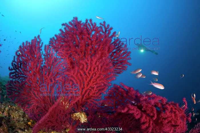 : scuba diver with red gorgonia, Paramuricea clavata, Marine P : scuba diver with red gorgonia, Paramuricea clavata, Marine P
