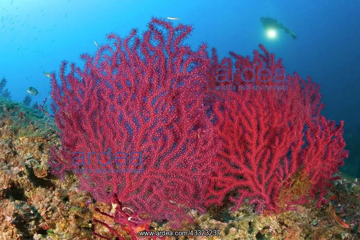 : scuba diver with red gorgonia, Paramuricea clavata, Marine P : scuba diver with red gorgonia, Paramuricea clavata, Marine P
