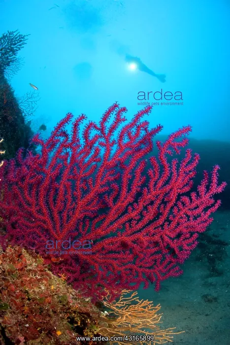 : Scuba diver with red gorgonia Paramuricea clavata Secca dell : Scuba diver with red gorgonia Paramuricea clavata Secca dell