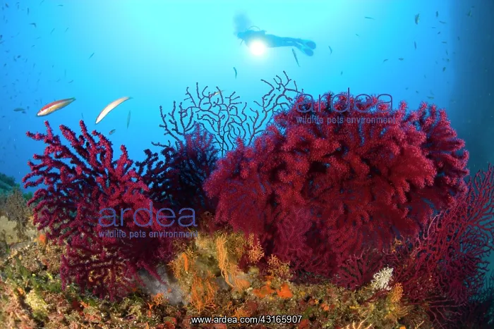 : Scuba diver with red gorgonia Paramuricea clavata Secca dell : Scuba diver with red gorgonia Paramuricea clavata Secca dell