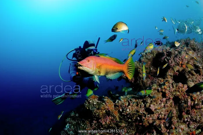 : scuba diver with red hogfish - eating a sea urchin Madeira I : scuba diver with red hogfish - eating a sea urchin Madeira I