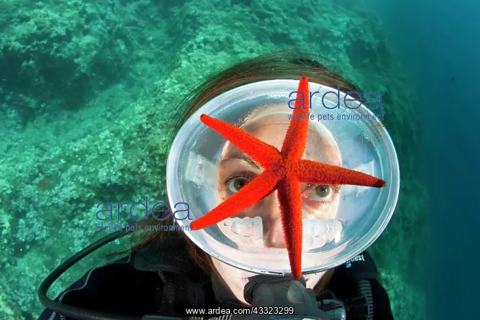 : Scuba diver and red sea stars, Echinaster sepositus, Marine : Scuba diver and red sea stars, Echinaster sepositus, Marine