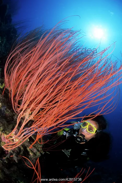: Scuba diver and red sea whips, Ellisella sp. Walindi, West : Scuba diver and red sea whips, Ellisella sp. Walindi, West