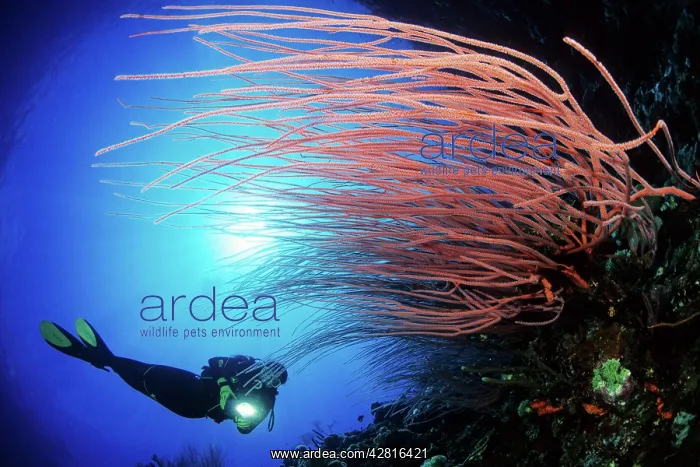 : Scuba diver and red sea whips, Ellisella sp. Walindi, West : Scuba diver and red sea whips, Ellisella sp. Walindi, West