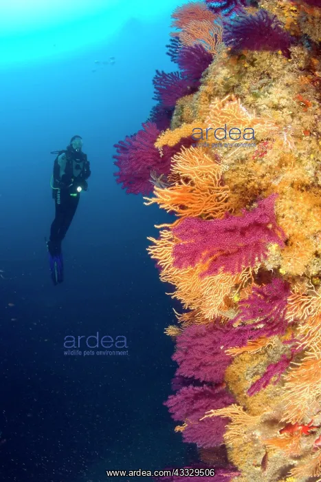 : Scuba diver and red seafan, Paramuricea clavata, yellow gorg : Scuba diver and red seafan, Paramuricea clavata, yellow gorg