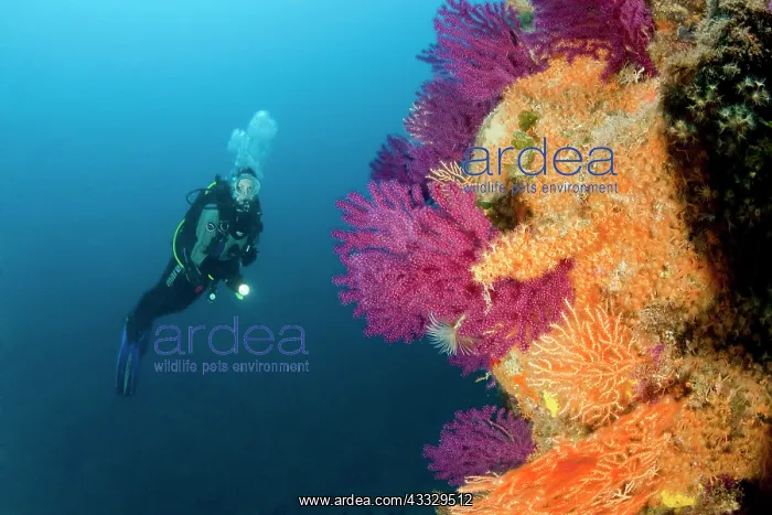 : Scuba diver and red seafan, Paramuricea clavata, yellow gorg : Scuba diver and red seafan, Paramuricea clavata, yellow gorg