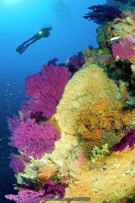 : Scuba diver and red seafan, Paramuricea clavata, yellow gorg : Scuba diver and red seafan, Paramuricea clavata, yellow gorg