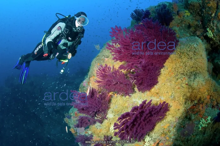 : Scuba diver and red seafan, Paramuricea clavata and Parazoan : Scuba diver and red seafan, Paramuricea clavata and Parazoan