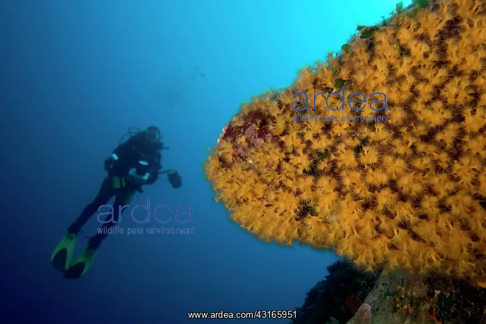 : Scuba diver and rock covered with parazoanthus Parazoanthus : Scuba diver and rock covered with parazoanthus Parazoanthus