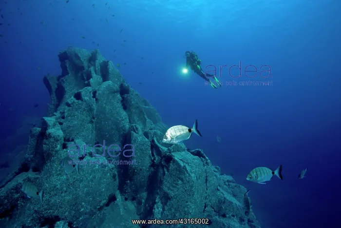 : Scuba diver rocky bottom breams - Madeira Island Portugal At : Scuba diver rocky bottom breams - Madeira Island Portugal At