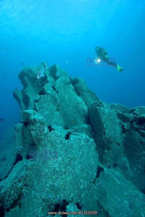 : Scuba diver rocky bottom breams - Madeira Island Portugal At : Scuba diver rocky bottom breams - Madeira Island Portugal At