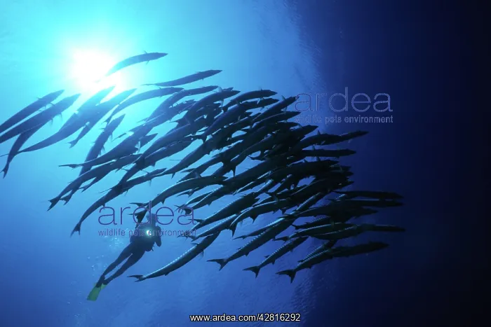 : Scuba diver and school of barracuda, Sphyraena qenie, Walind : Scuba diver and school of barracuda, Sphyraena qenie, Walind