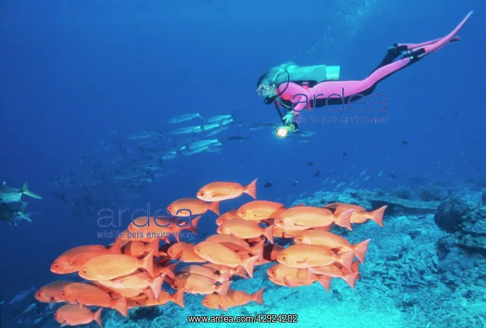  : SCUBA DIVER with school of Squirrelfish