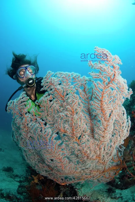 : Scuba diver with sea fan Semperina sp. Simon's Reef dive si : Scuba diver with sea fan Semperina sp. Simon's Reef dive si