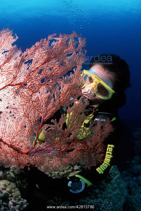 : Scuba diver and seafan, Melithaea sp. Walindi, West New Bri : Scuba diver and seafan, Melithaea sp. Walindi, West New Bri