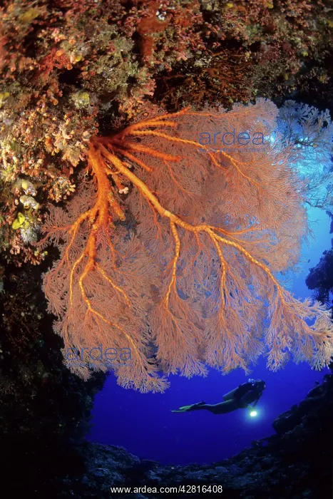 : Scuba diver and seafan, Melithaea sp. West New Britain, Pap : Scuba diver and seafan, Melithaea sp. West New Britain, Pap